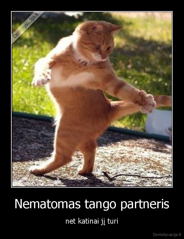 tango,katinas