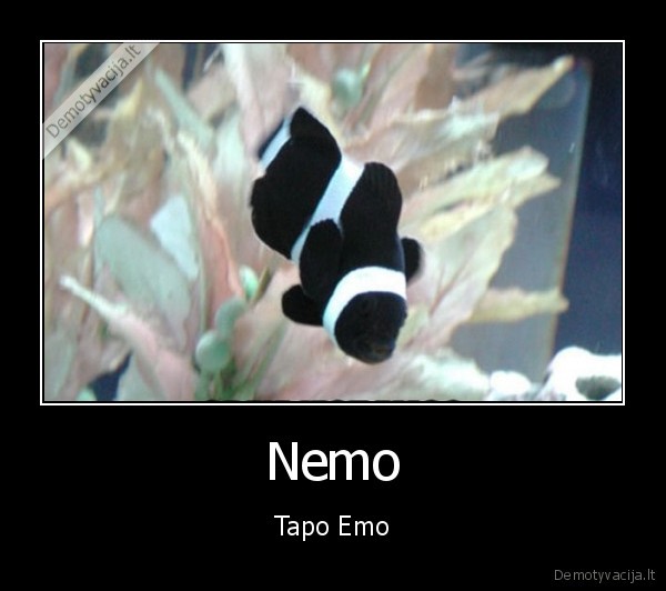 emo, nemo,zuviukas, nemo