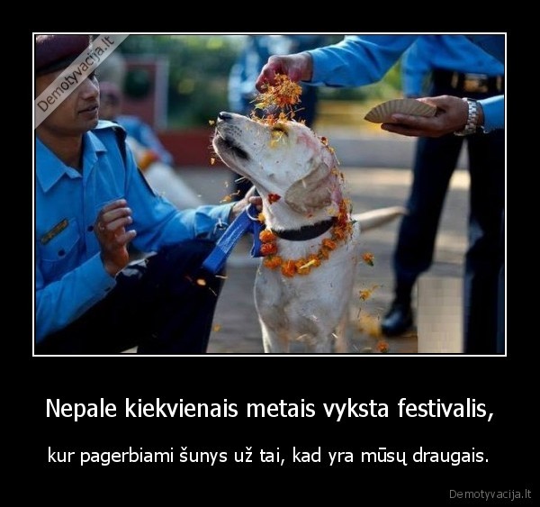 suo,sunys,geriausias, draugas,festivalis,nepalas