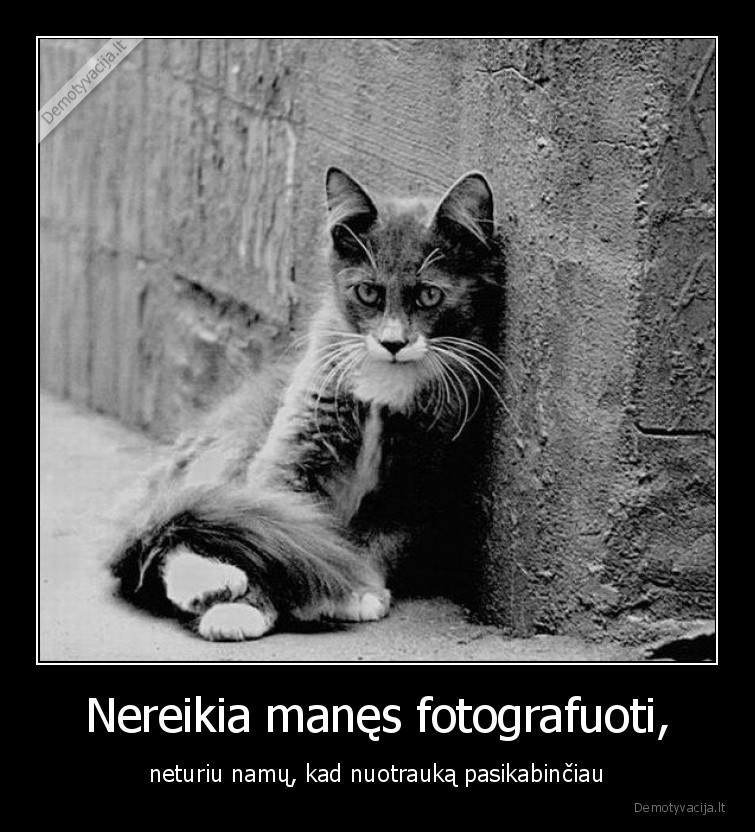 fotografuoti,katinas,be, namu,nuotrauka