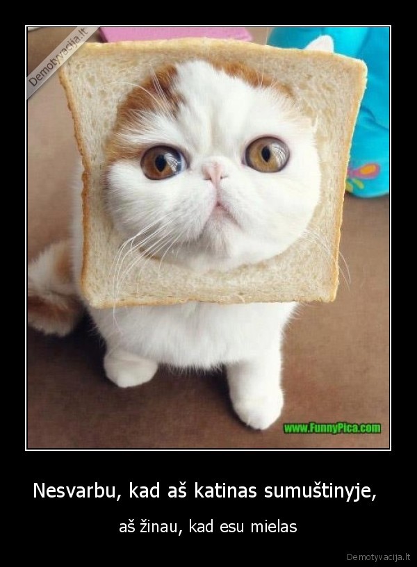 Nesvarbu, kad aš katinas sumuštinyje, 