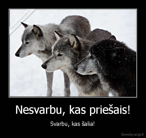 vilku, gauja,priesais,draugai, salia