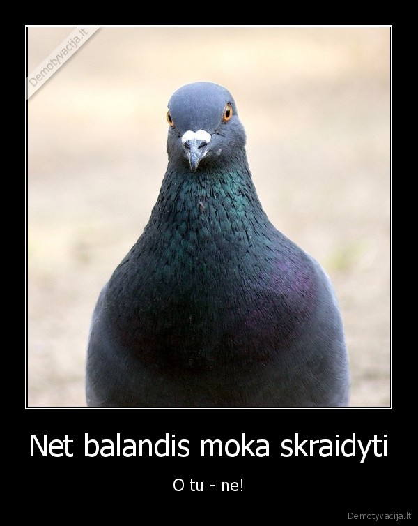 Net balandis moka skraidyti