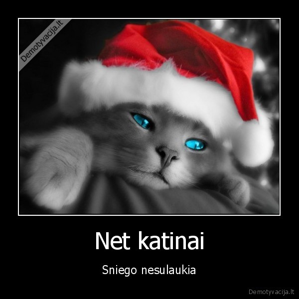 Net katinai