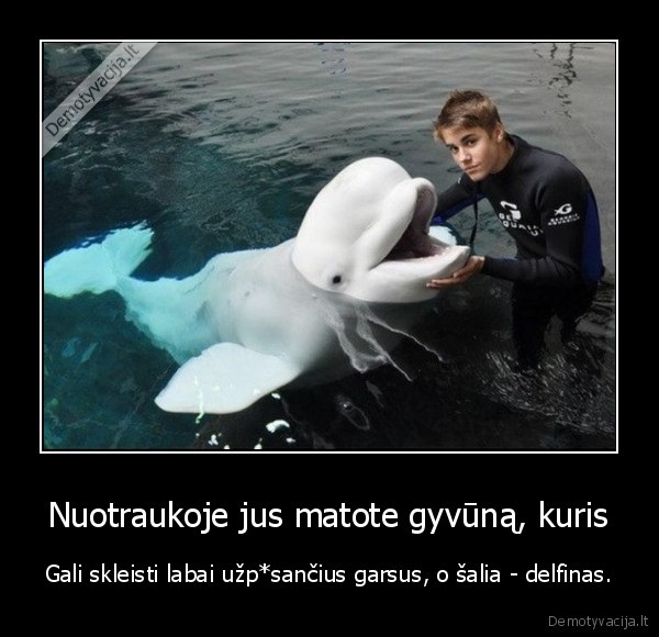 bieber,delfinas