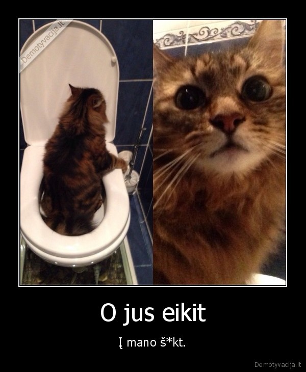 katinas,tualetas,klozetas