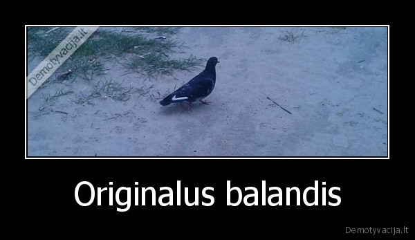 Originalus balandis