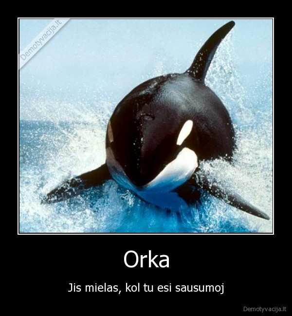orka,orca