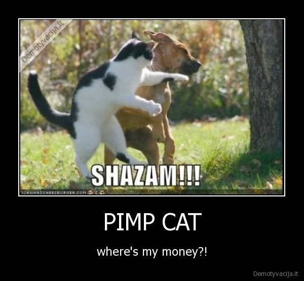 PIMP CAT