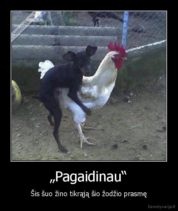 „Pagaidinau“