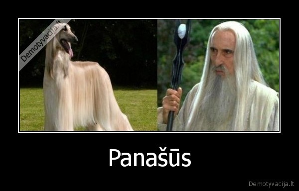 Panašūs