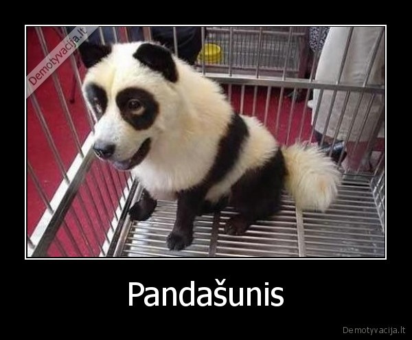 Pandašunis