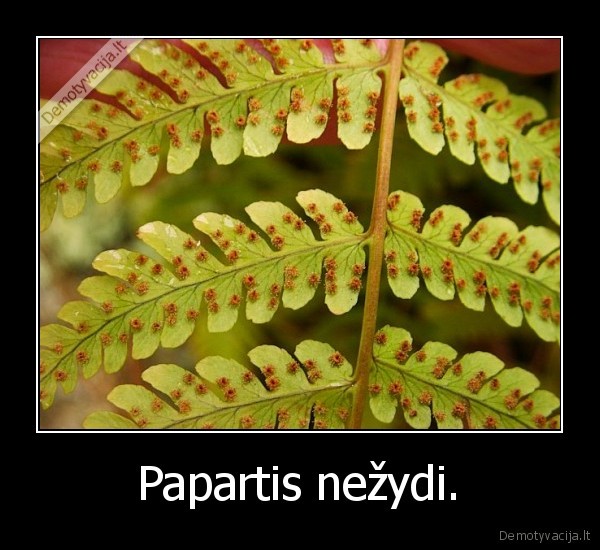 Papartis nežydi.