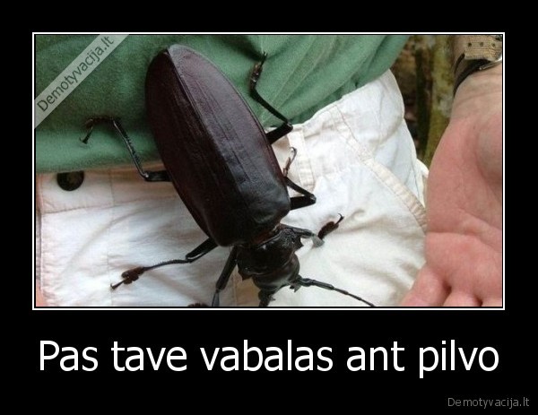 Pas tave vabalas ant pilvo