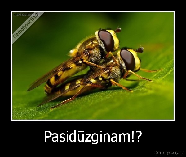 Pasidūzginam!?