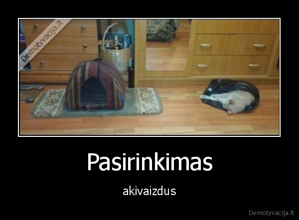 katinas,pasirinkimas