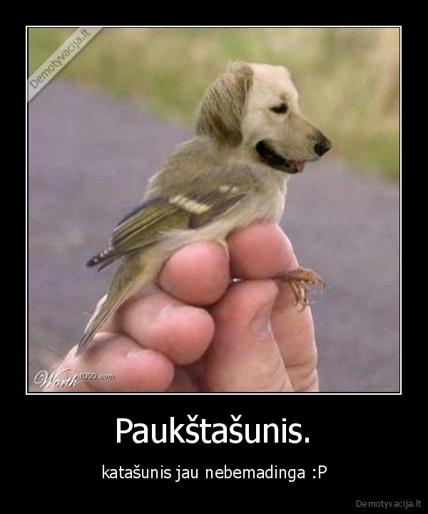 Paukštašunis.