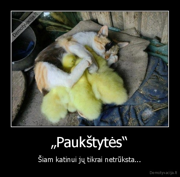 „Paukštytės“