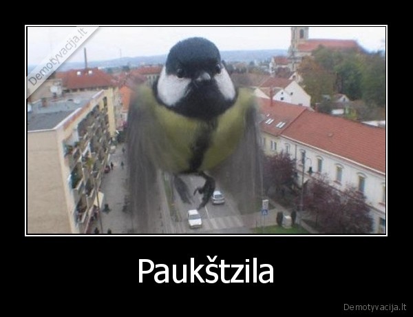 Paukštzila