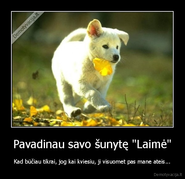 laime