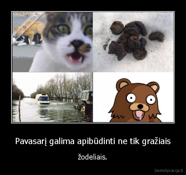 sudai,pedobear,potvyniai,ruja