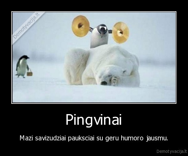 Pingvinai