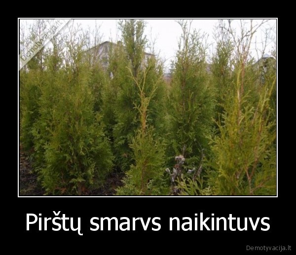 Pirštų smarvs naikintuvs