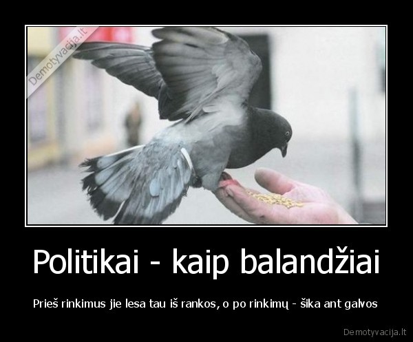 savivaldos, rinkimai,politikai,balandziai