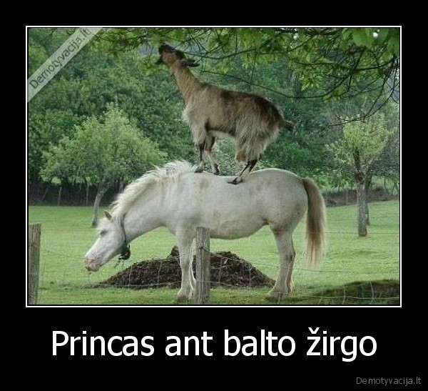 Princas ant balto žirgo