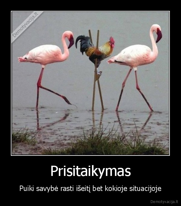 Prisitaikymas