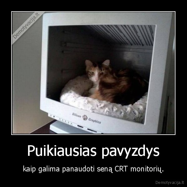 monitorius,kate,katinas,guolis