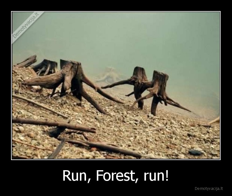 forest, gump,run,forest,miskas