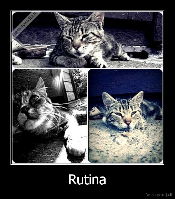 rutina