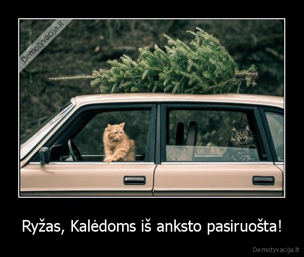 Ryžas, Kalėdoms iš anksto pasiruošta!