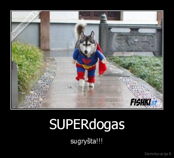 SUPERdogas