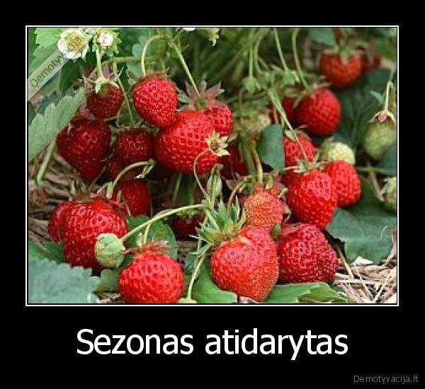 Sezonas atidarytas