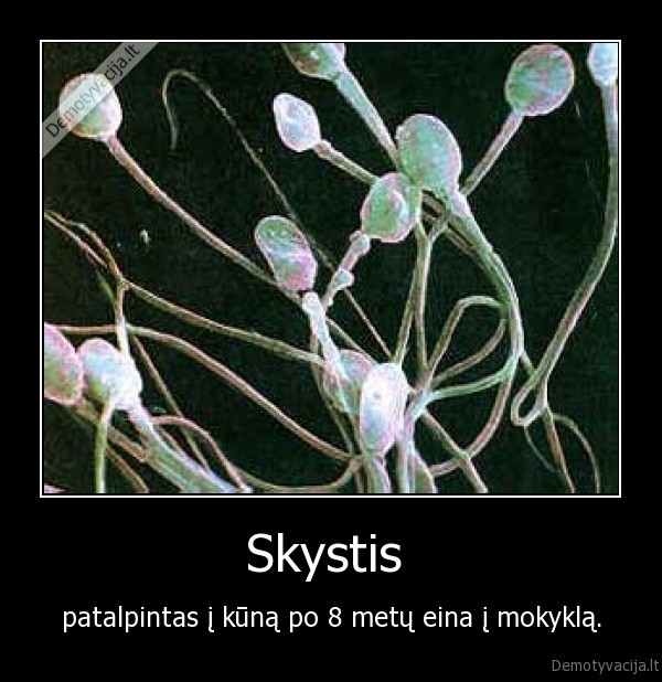 Skystis 