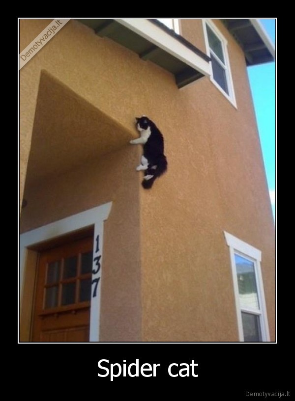 Spider cat