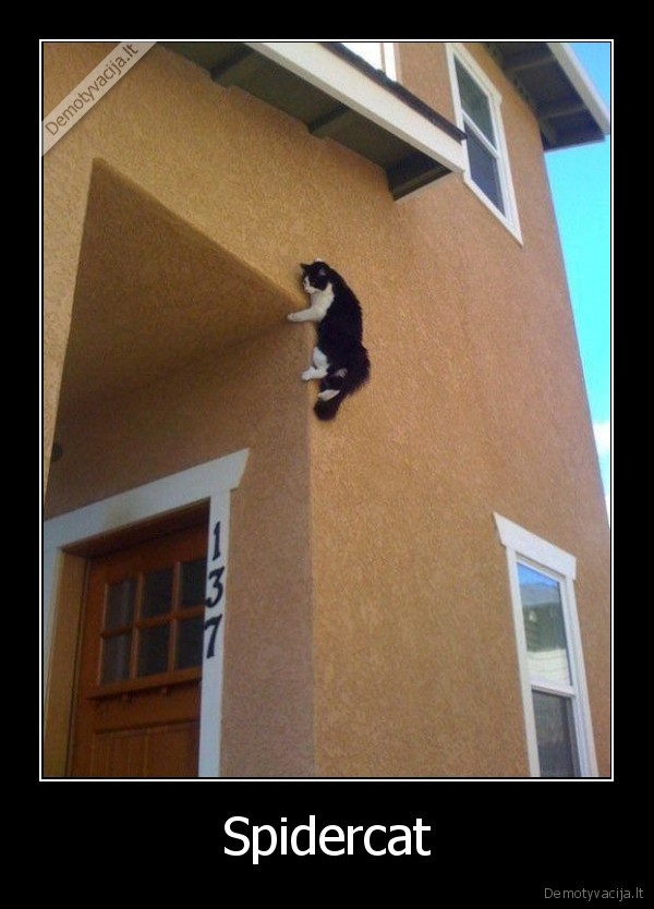 Spidercat