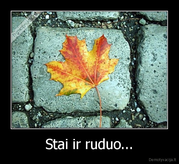 Stai ir ruduo...