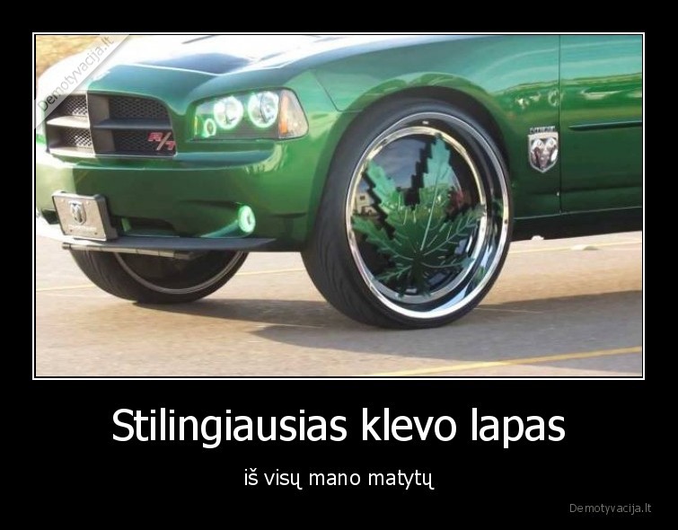 klevo,lapas,vairuotojai,teises,klevas,automobiliai