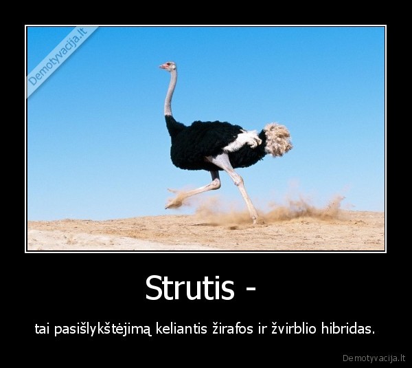 Strutis - 