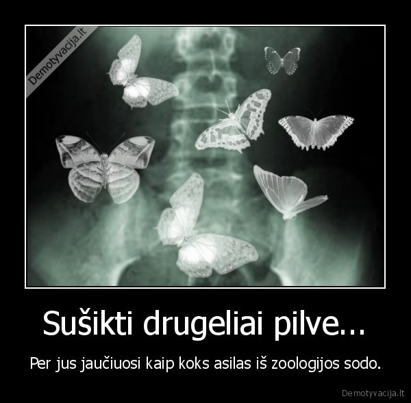 Sušikti drugeliai pilve...