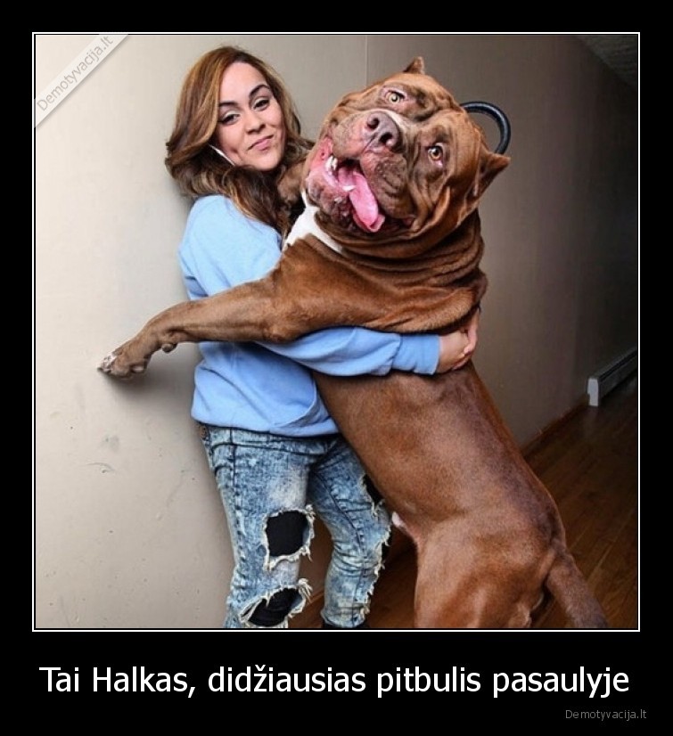 halkas,hulk,pitbull