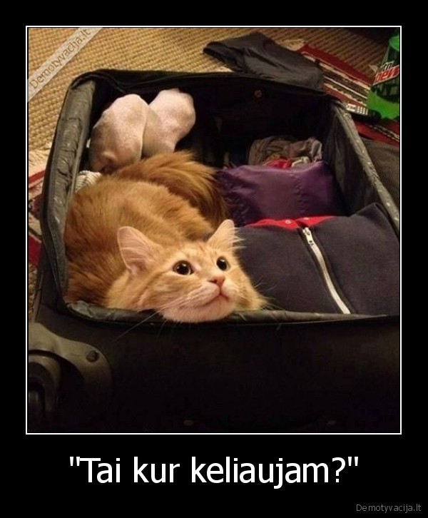 kate,katinas,kelione,lagaminas