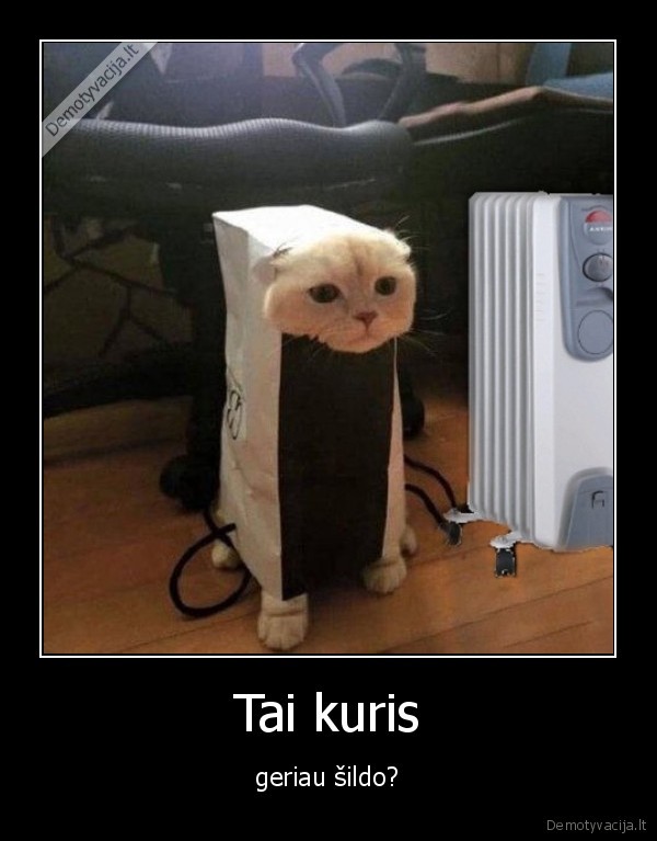 Tai kuris