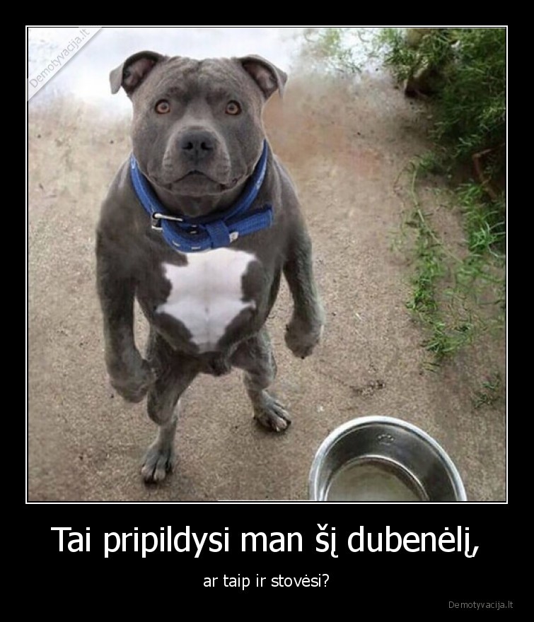 suo,dubenelis,pripildyti