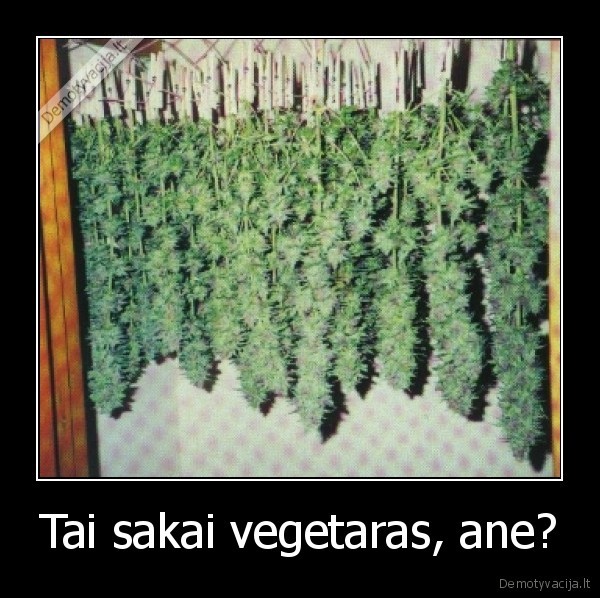 Tai sakai vegetaras, ane?