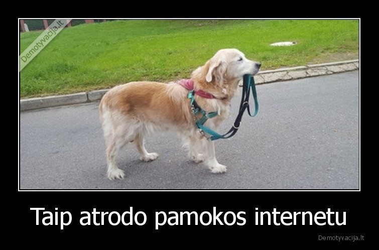 suo,internetas,pamokos