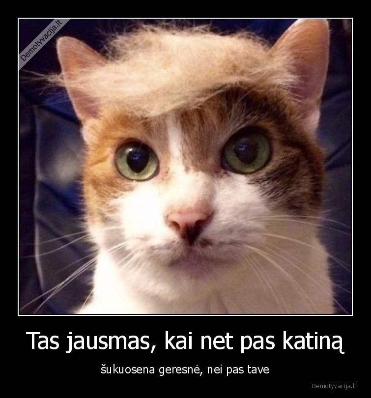 katinas,sukuosena